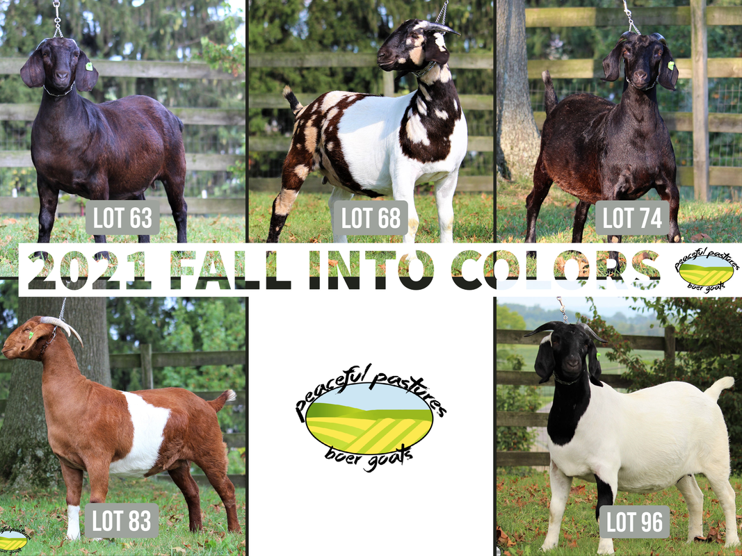 Consignment Sales Peaceful Pastures Boer Goats